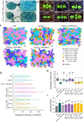 Tissue-targeted inorganic pyrophosphate hydrolysis in a fugu5 mutant reveals that excess inorganic pyrophosphate triggers developmental defects in a cell-autonomous manner